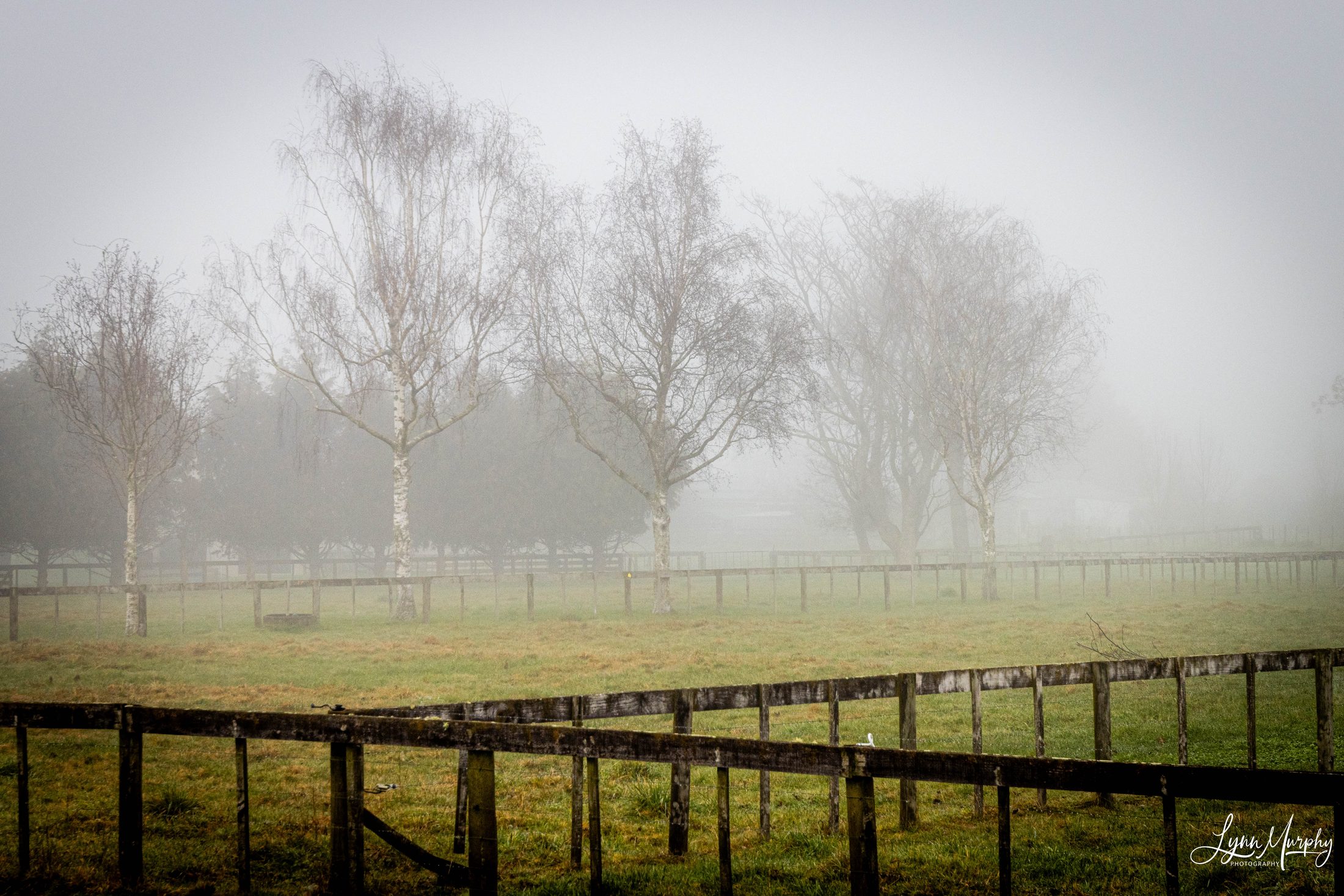 Fog on the Waihou, New Zealand