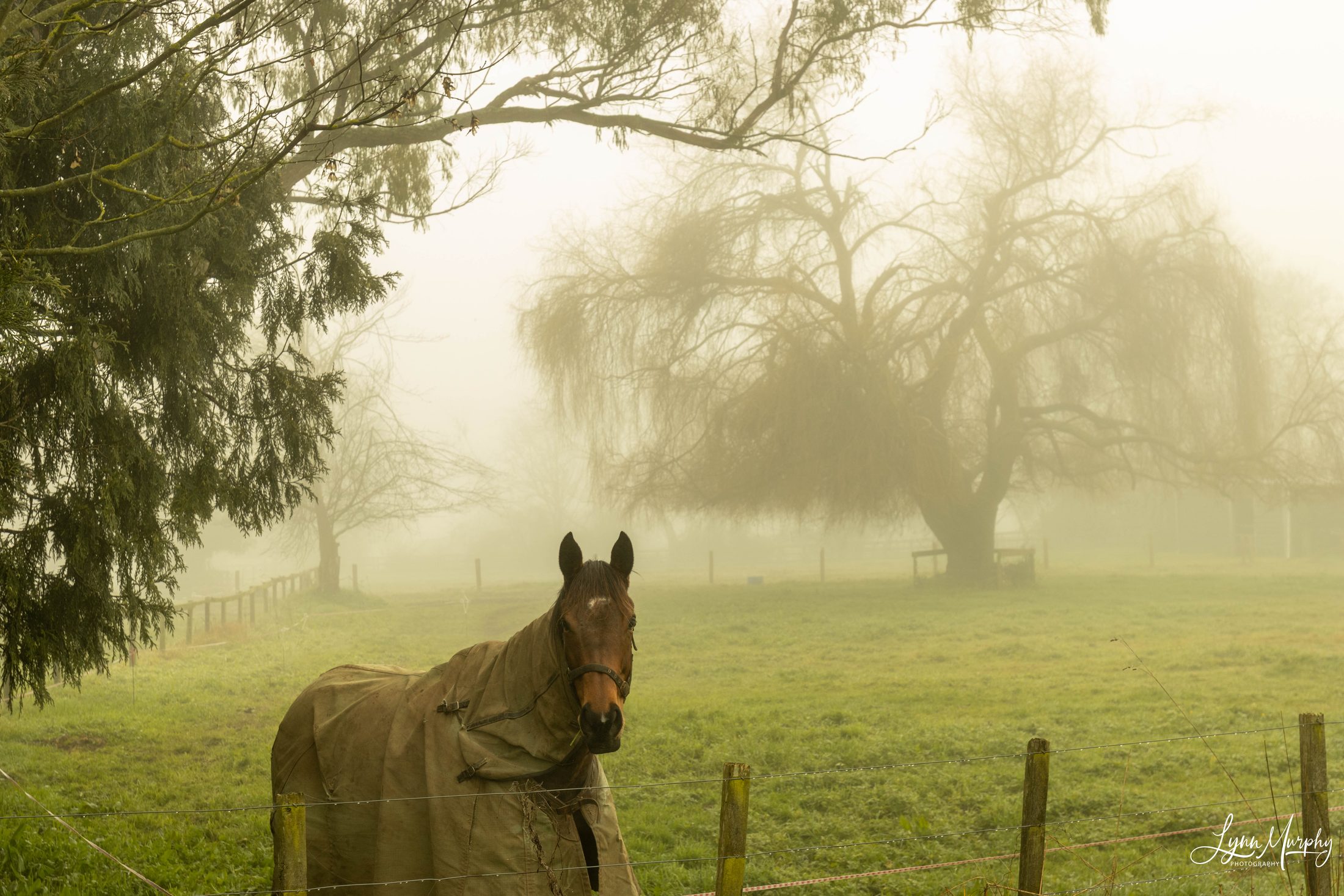 Fog on the Waihou, New Zealand — photo 2 of 14