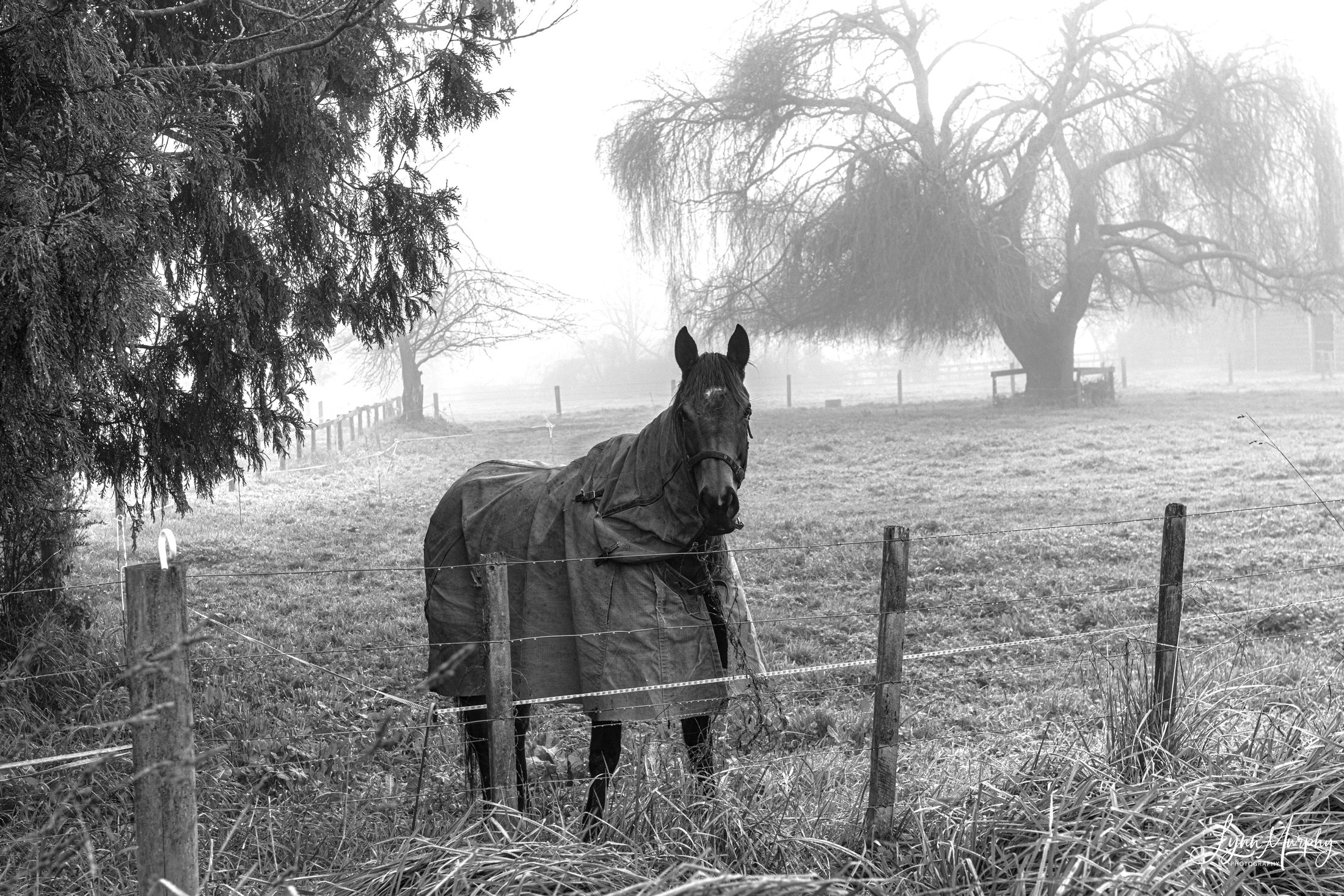 Fog on the Waihou, New Zealand — photo 3 of 14