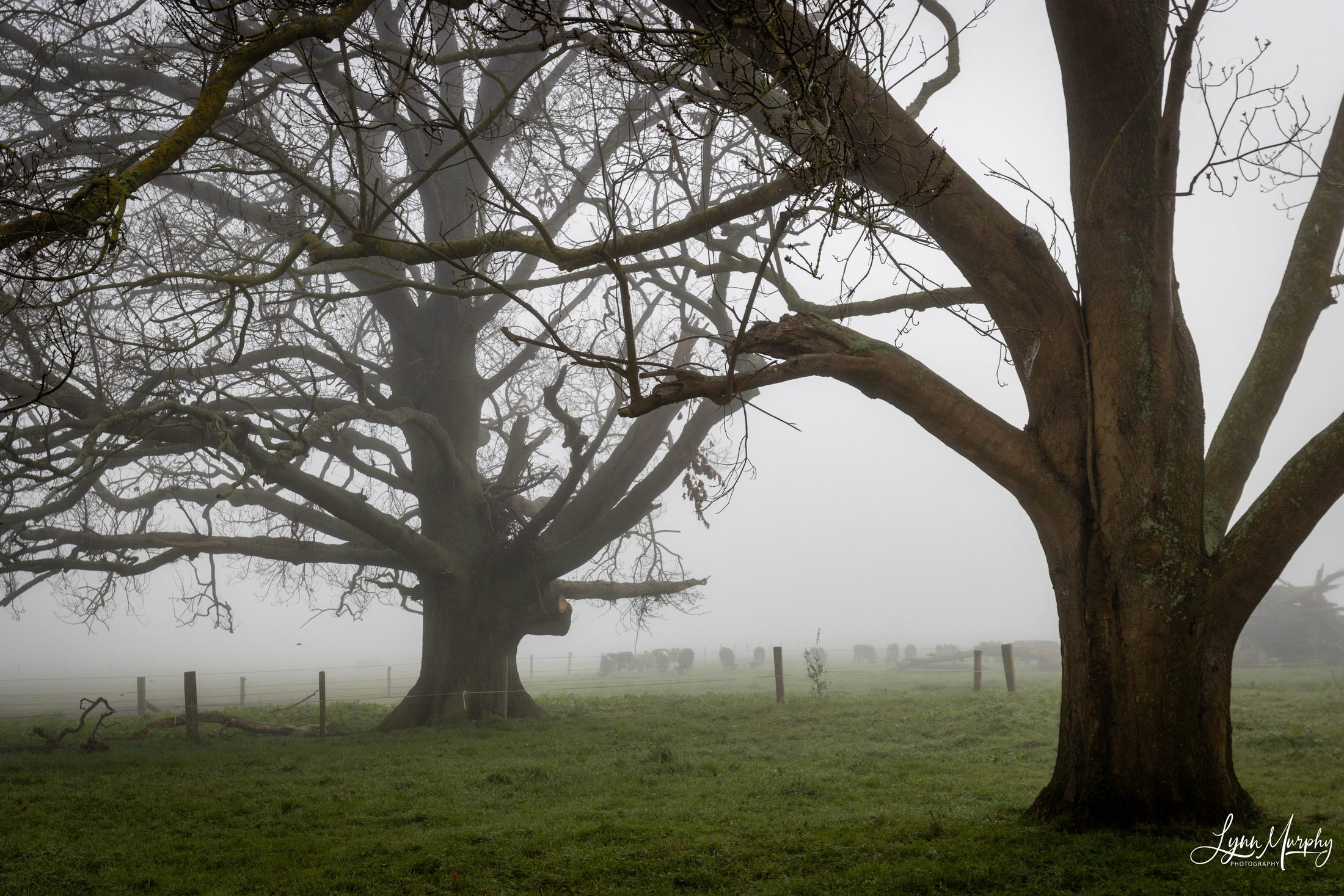 Fog on the Waihou, New Zealand — photo 4 of 14