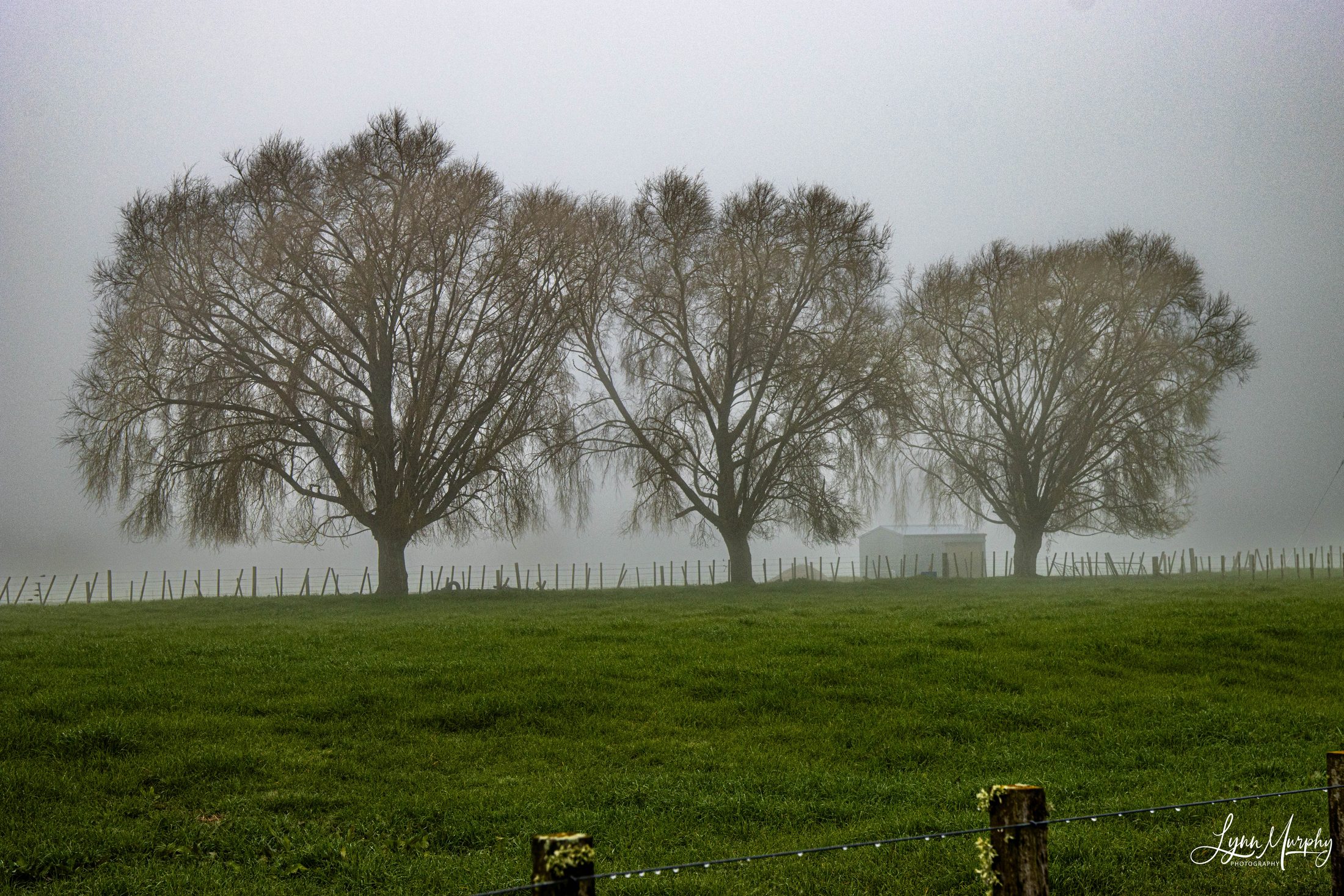 Fog on the Waihou, New Zealand — photo 5 of 14