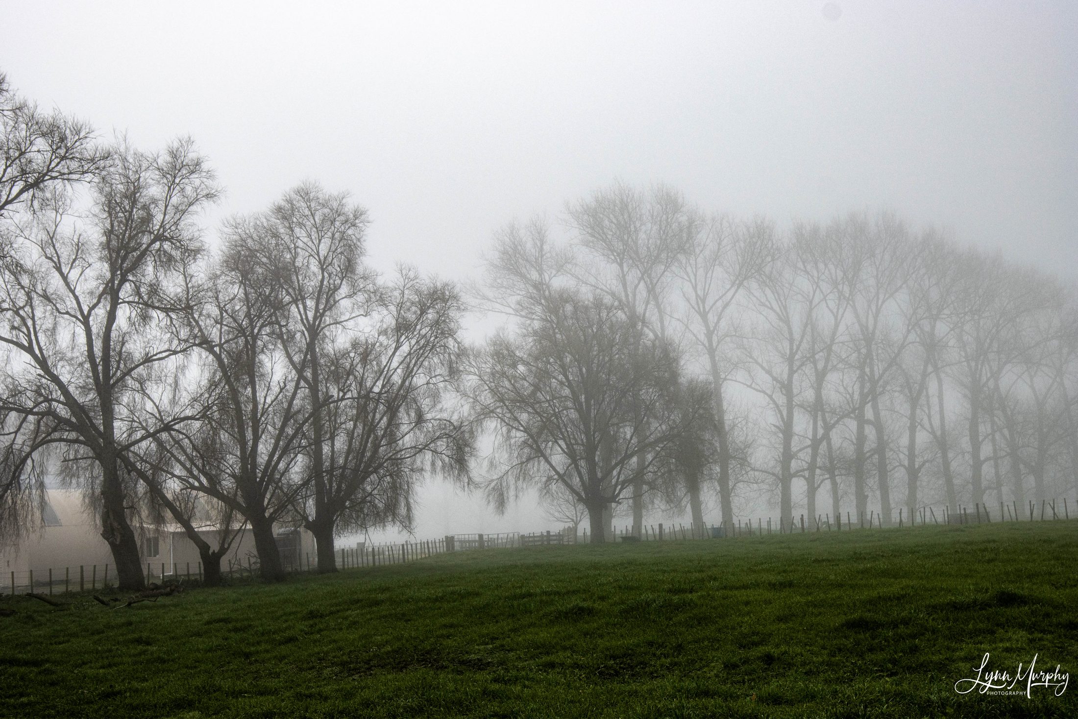 Fog on the Waihou, New Zealand — photo 6 of 14