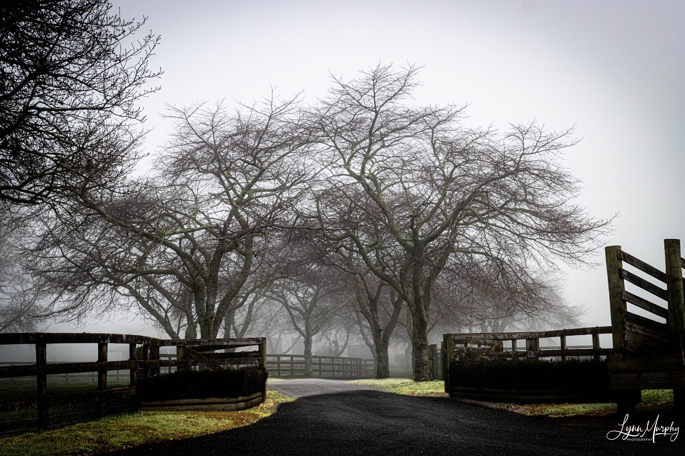 Fog on the Waihou, New Zealand — photo 7 of 14