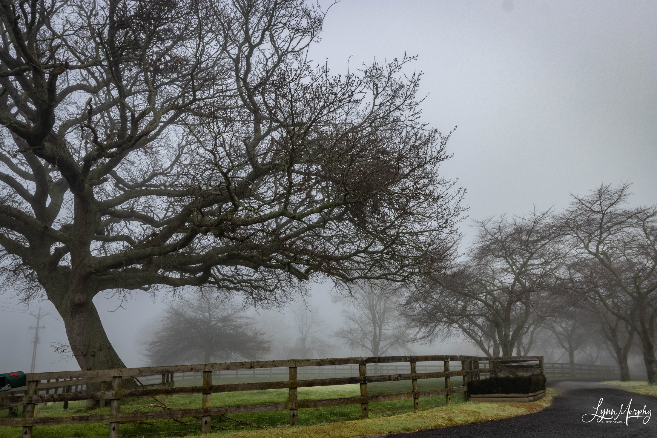 Fog on the Waihou, New Zealand — photo 8 of 14