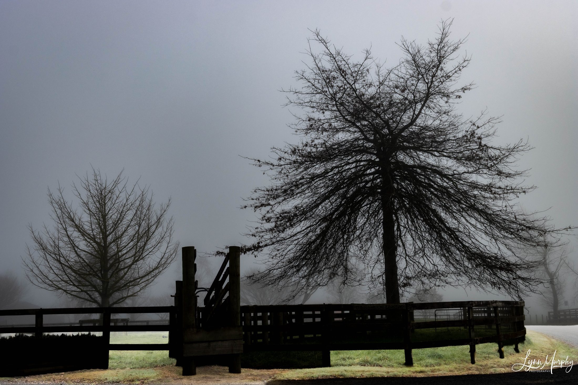 Fog on the Waihou, New Zealand — photo 9 of 14