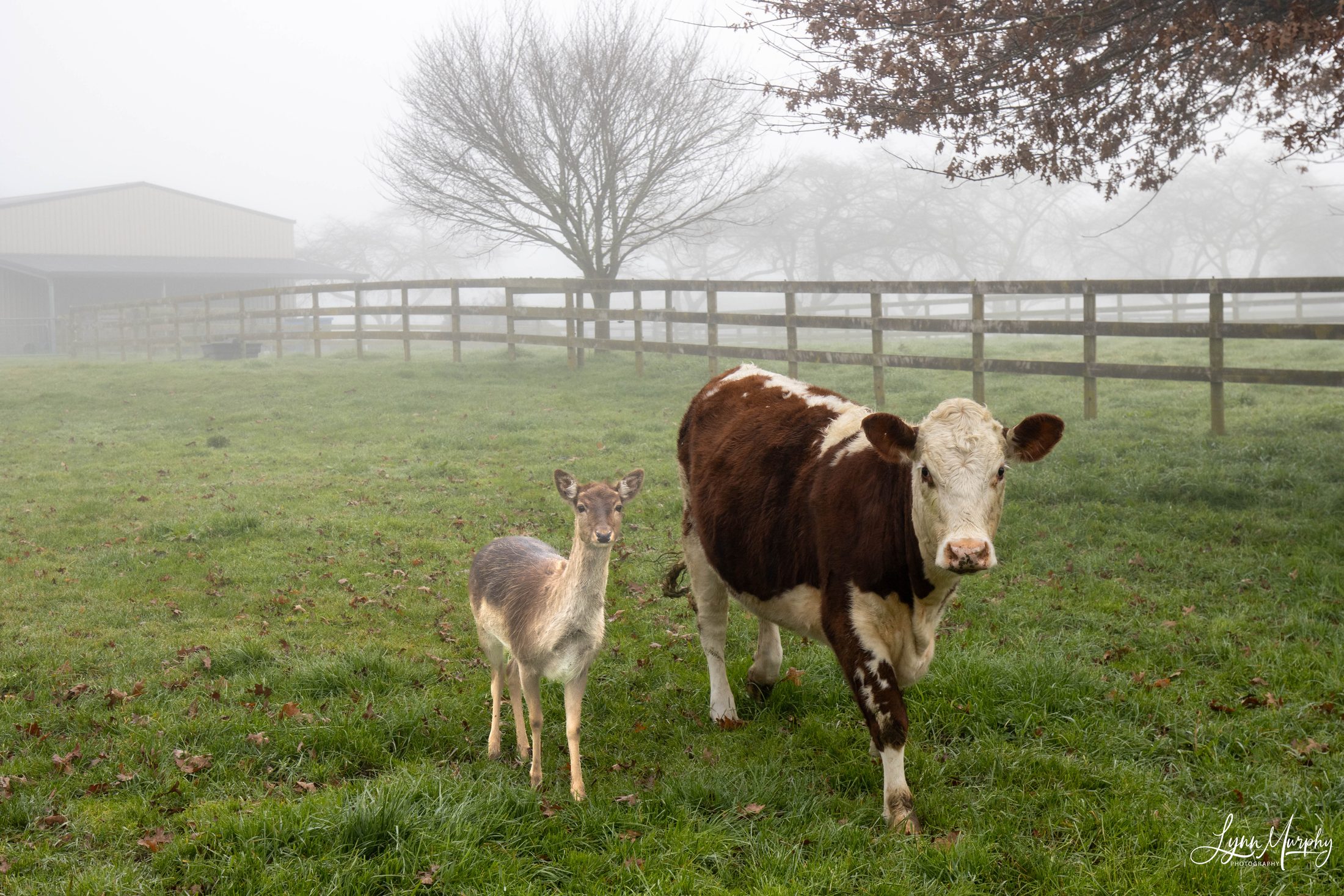 Fog on the Waihou, New Zealand — photo 10 of 14