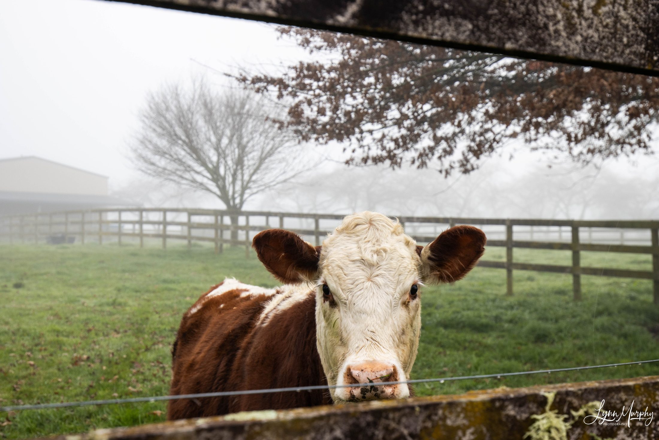 Fog on the Waihou, New Zealand — photo 11 of 14