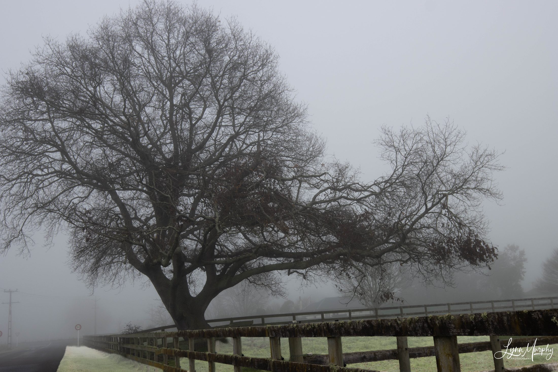 Fog on the Waihou, New Zealand — photo 12 of 14
