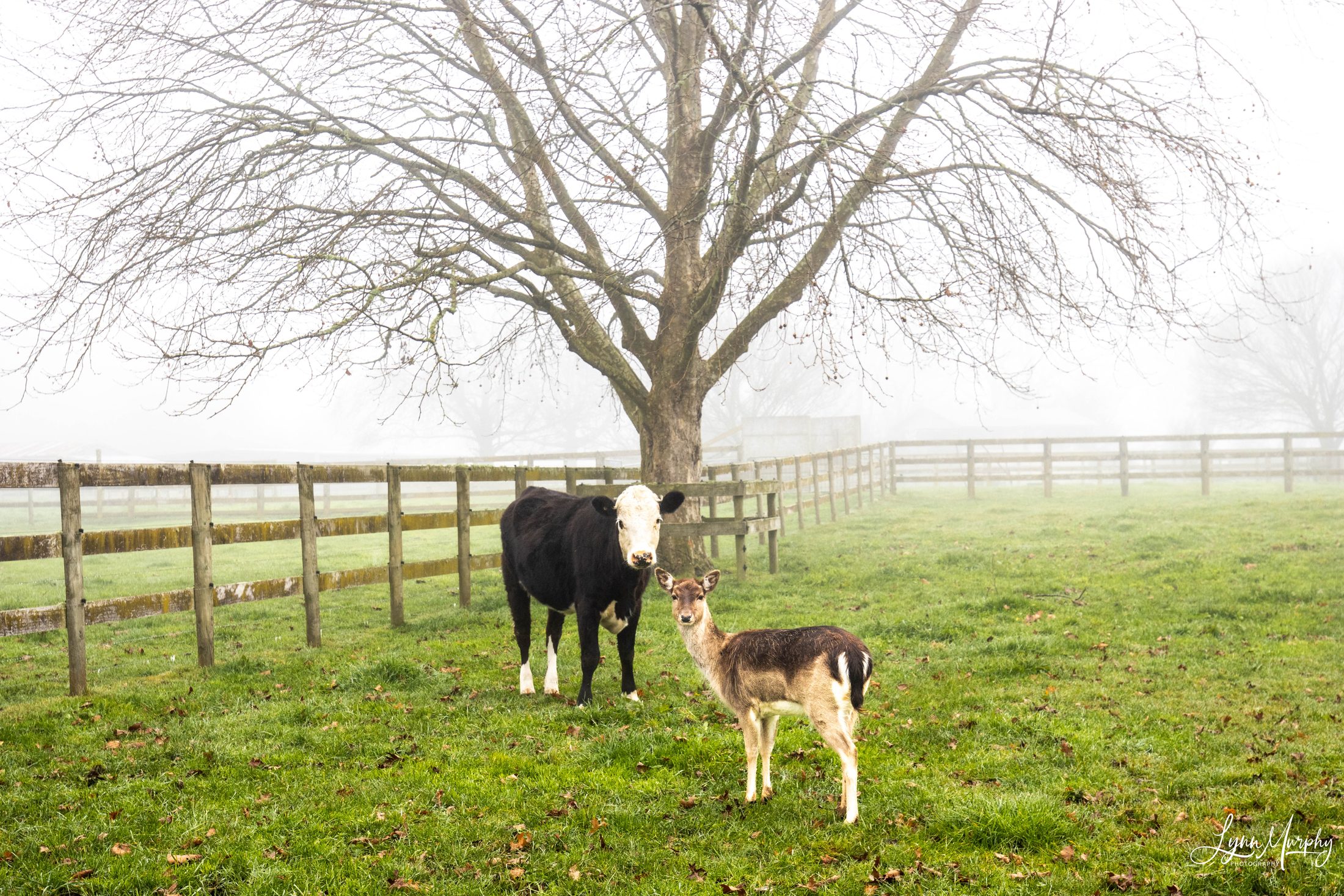 Fog on the Waihou, New Zealand — photo 13 of 14