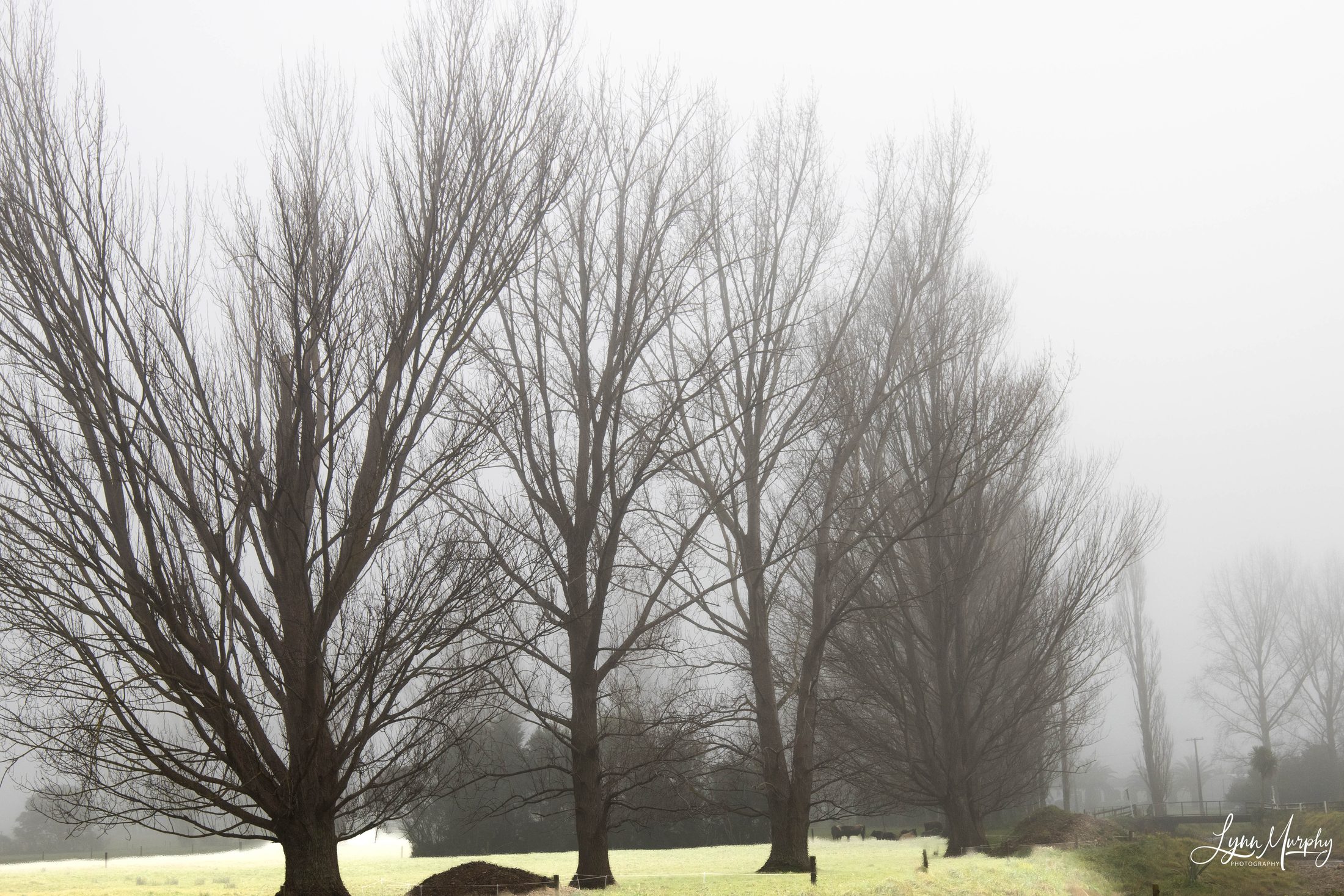Fog on the Waihou, New Zealand — photo 14 of 14