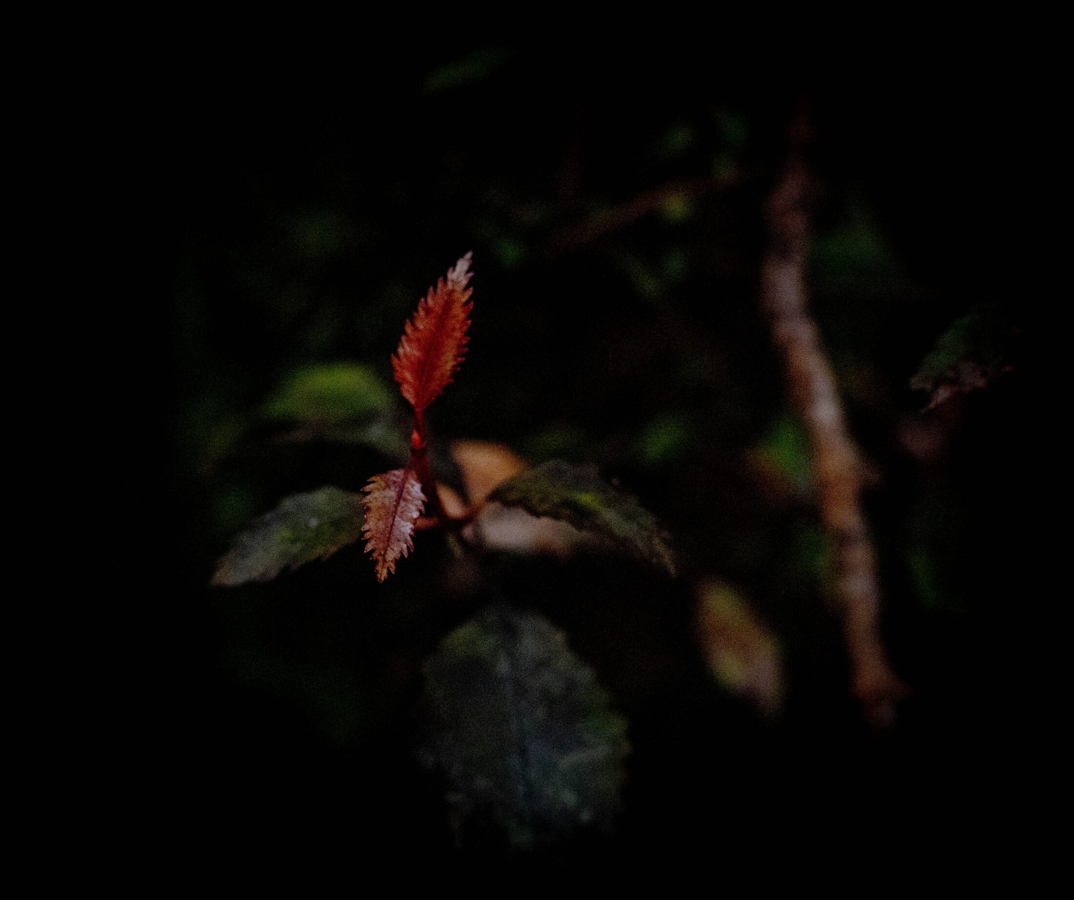 Lake Brunner, New Zealand — photo 11 of 19