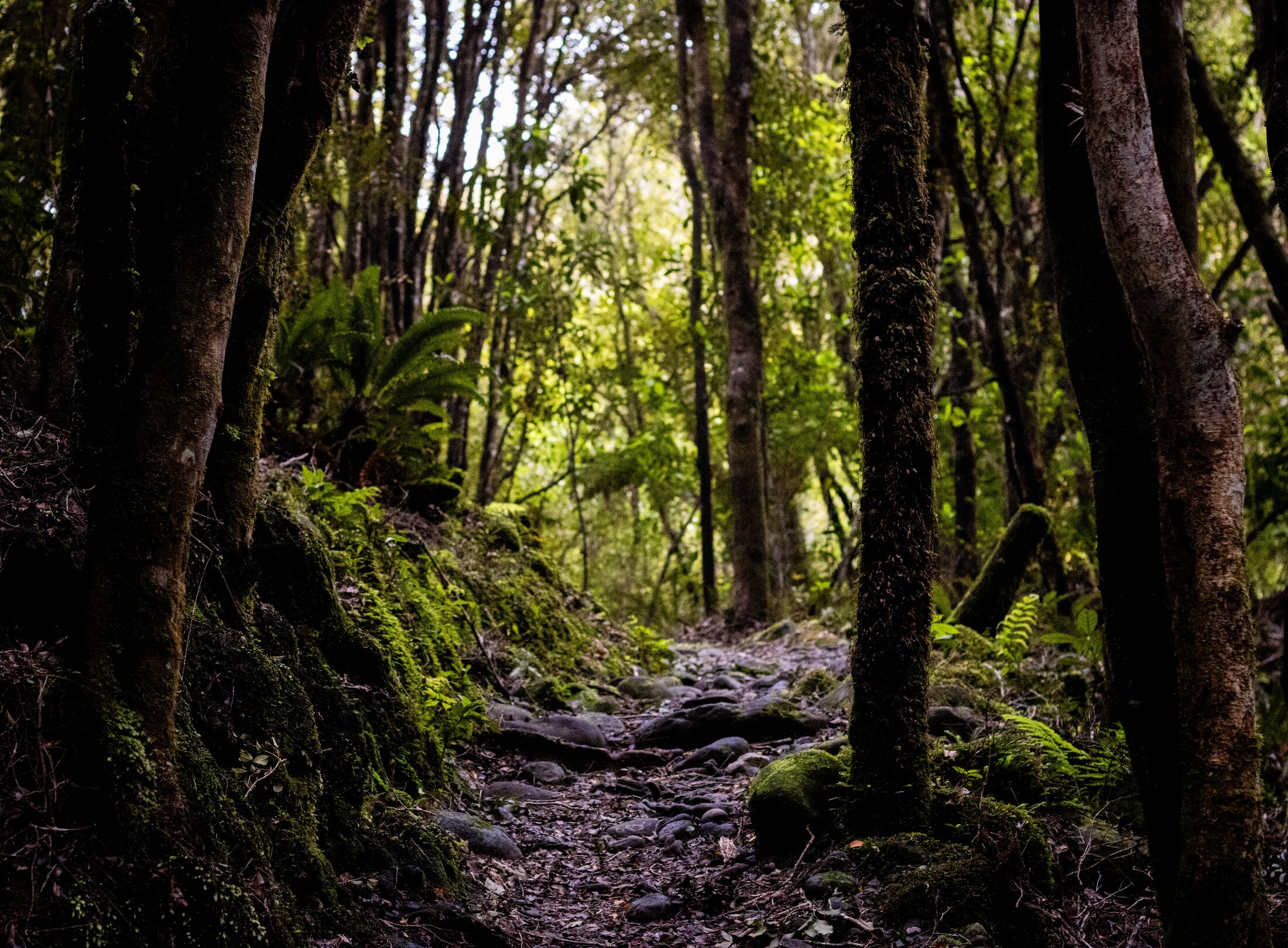 Lake Brunner, New Zealand — photo 13 of 19