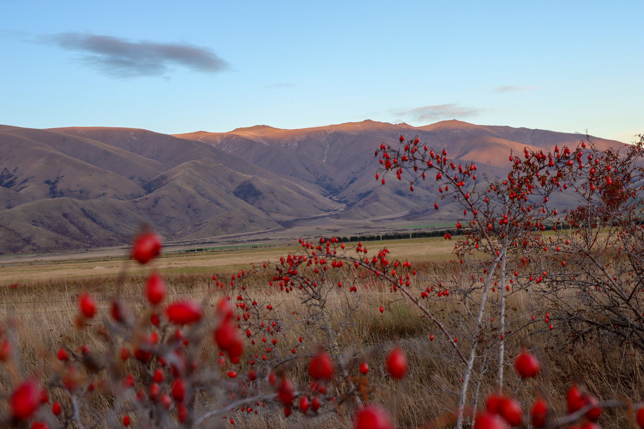 Lake Ohau, New Zealand — photo 10 of 20