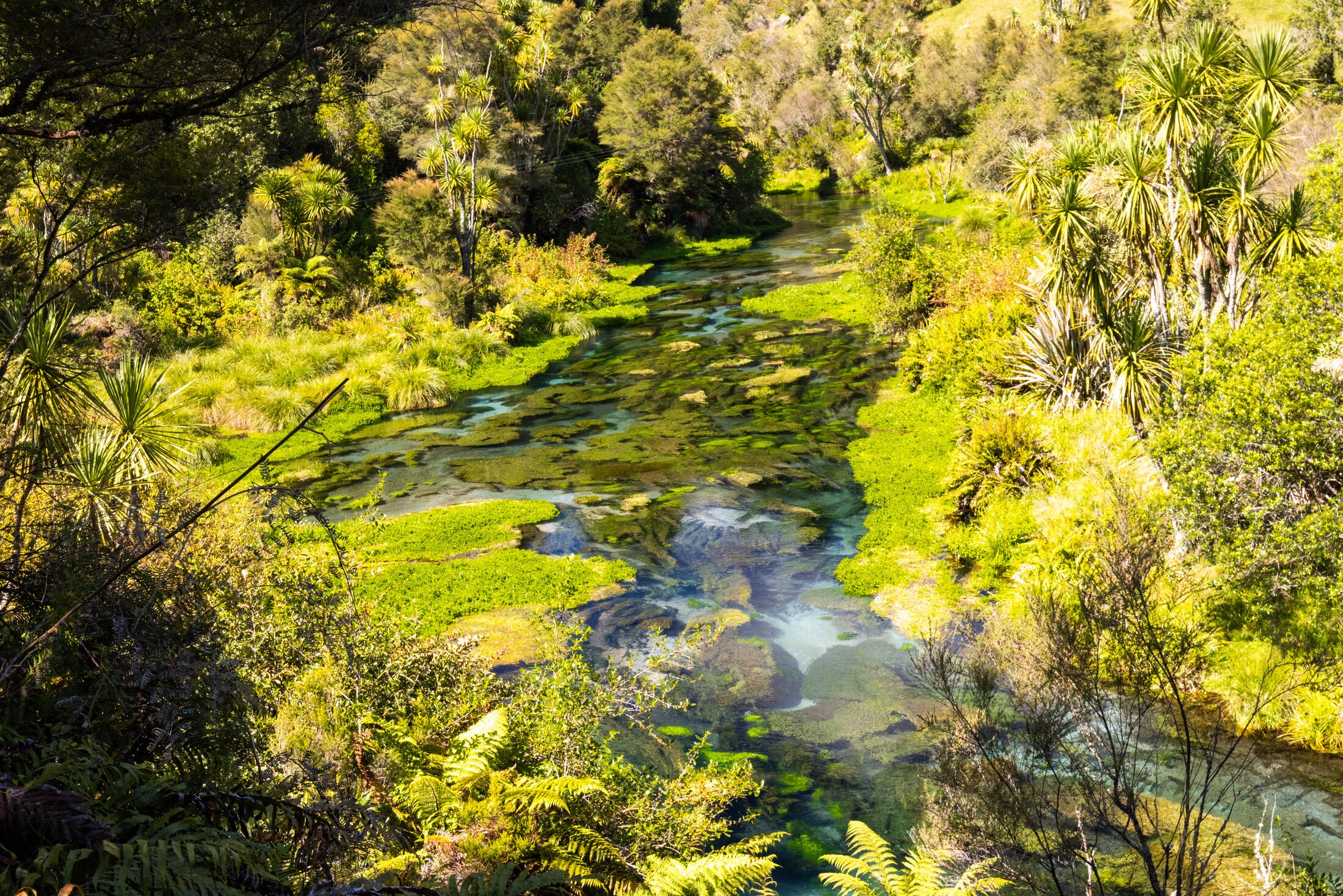 Putaruru Springs, New Zealand