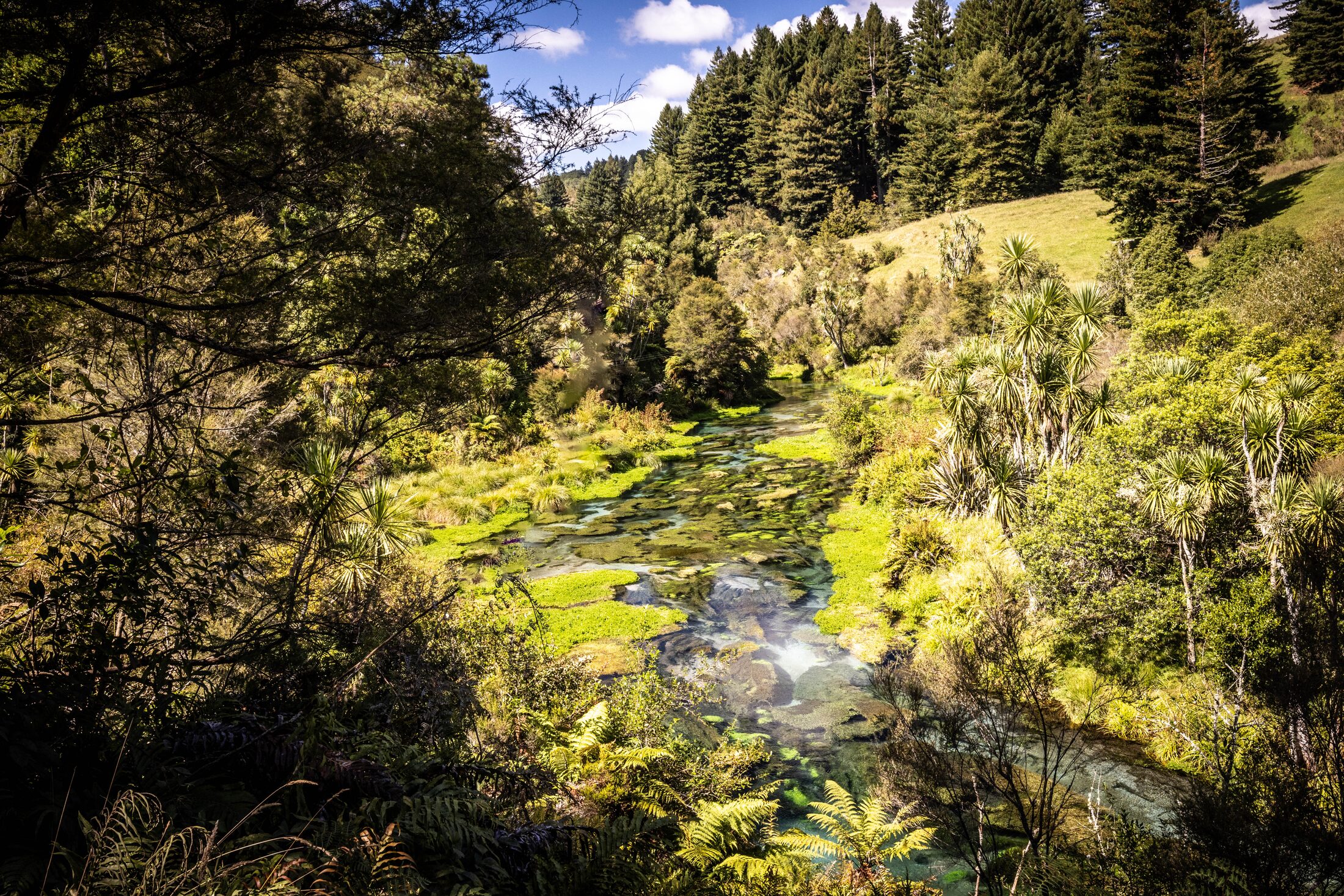 Putaruru Springs, New Zealand — photo 2 of 5