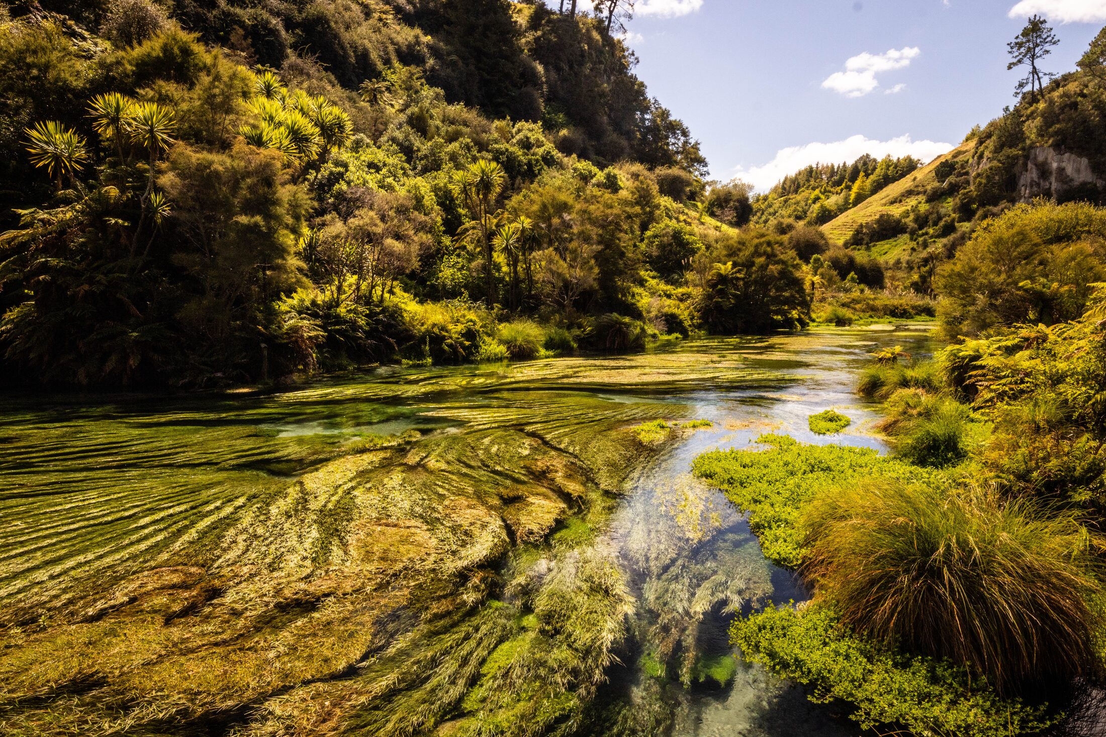 Putaruru Springs, New Zealand — photo 3 of 5