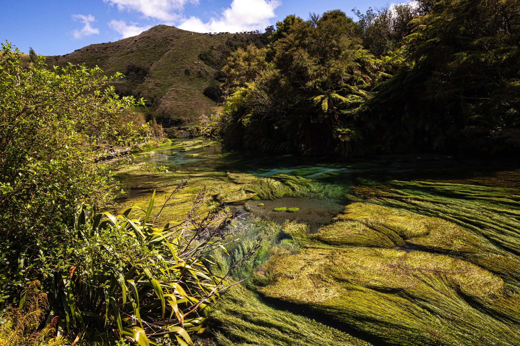 Putaruru Springs, New Zealand — photo 4 of 5
