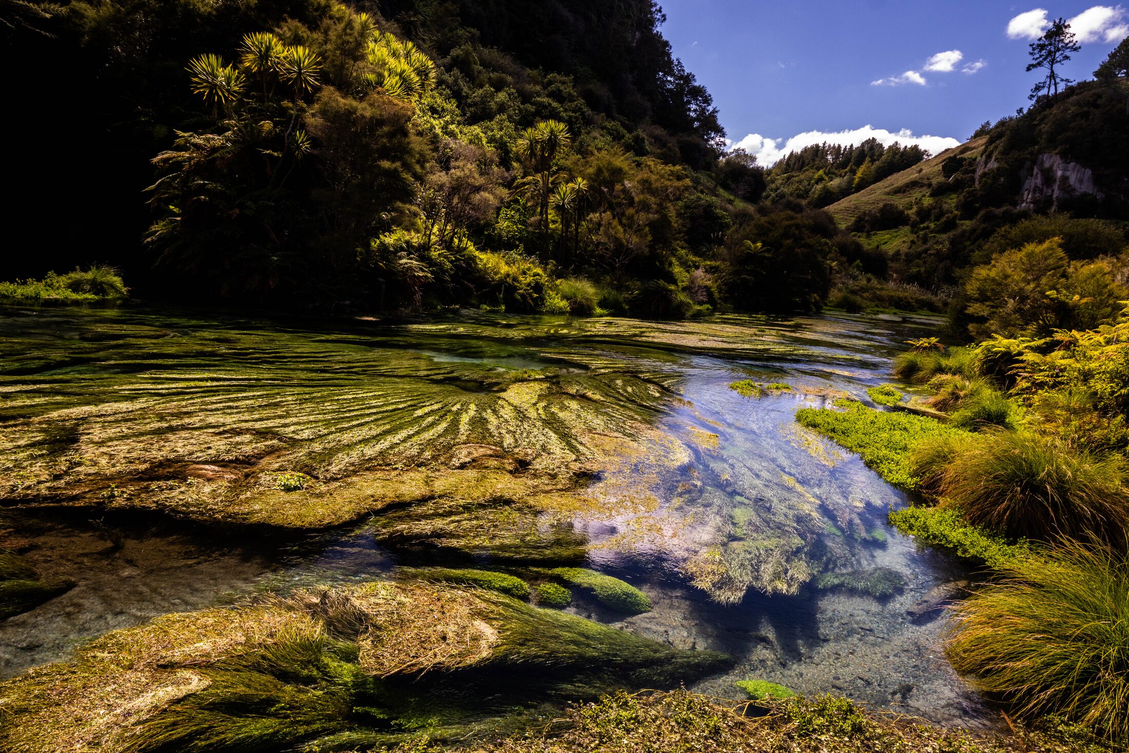 Putaruru Springs, New Zealand — photo 5 of 5