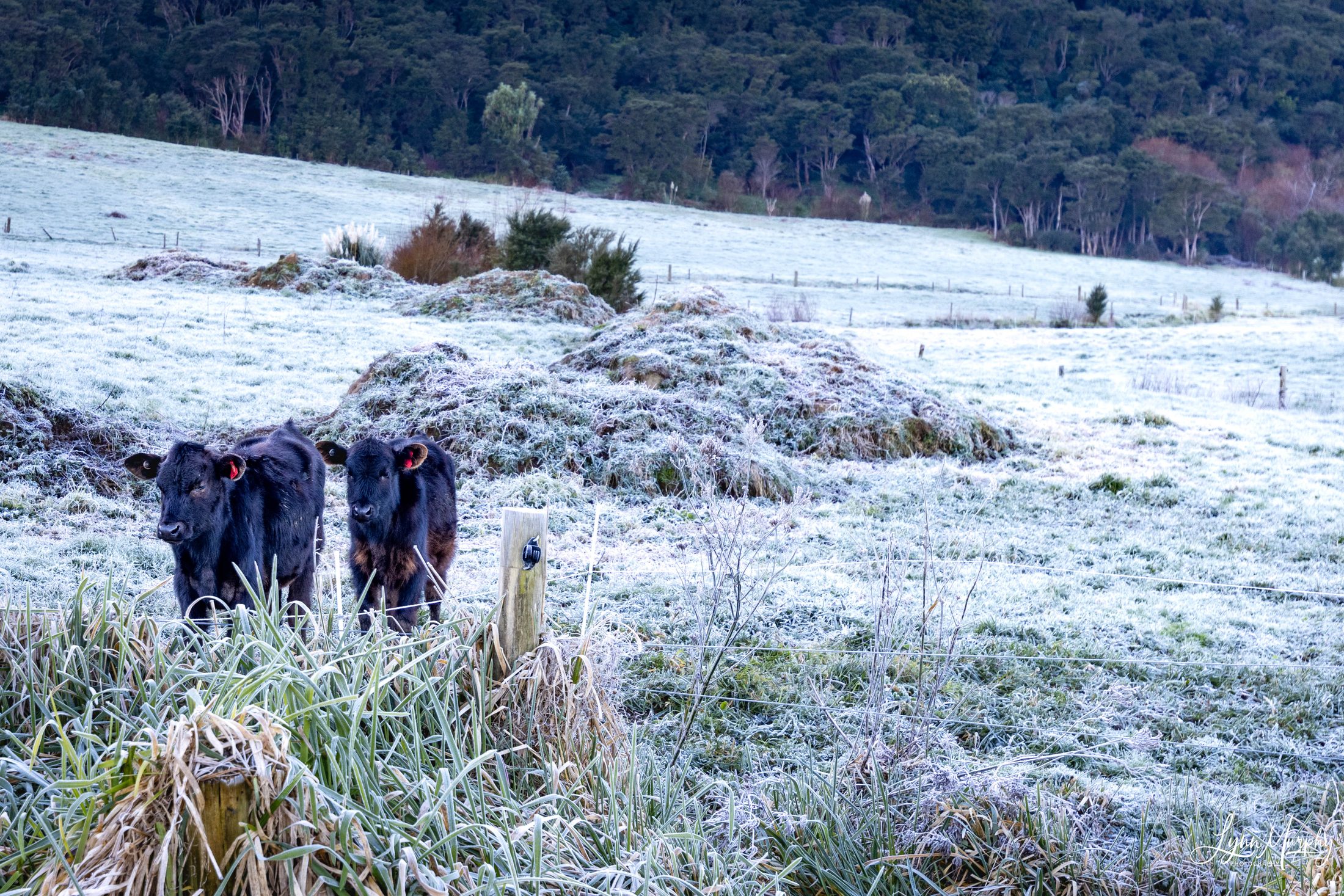 Te Aroha Rural, New Zealand — photo 3 of 11