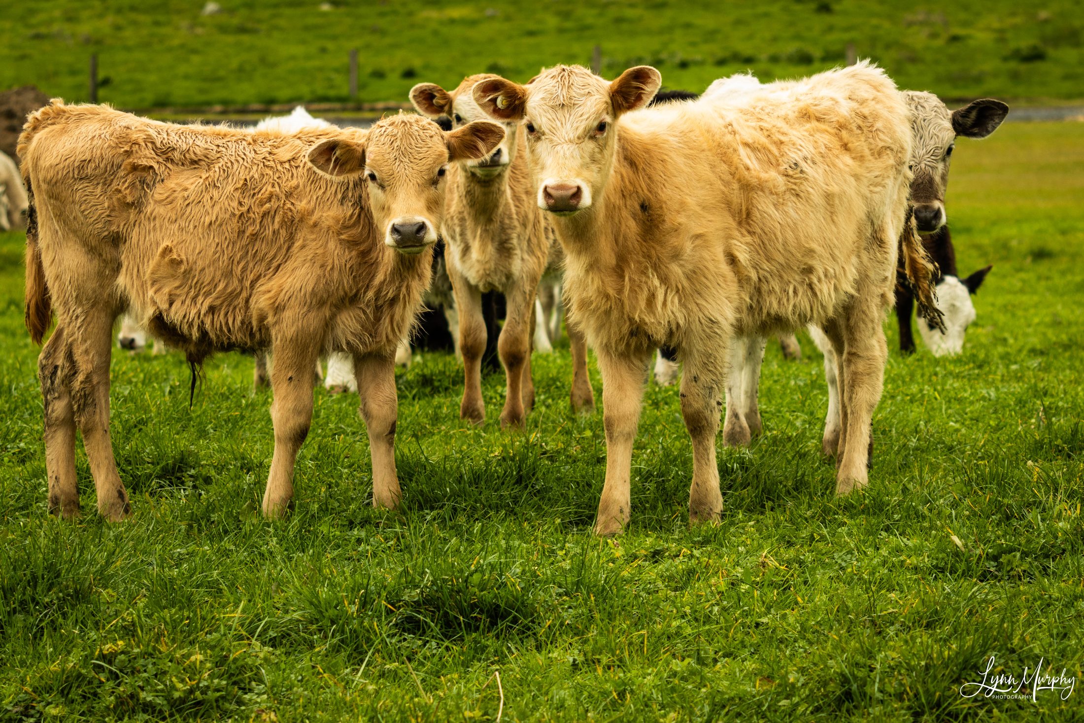 Te Aroha Rural, New Zealand — photo 5 of 11