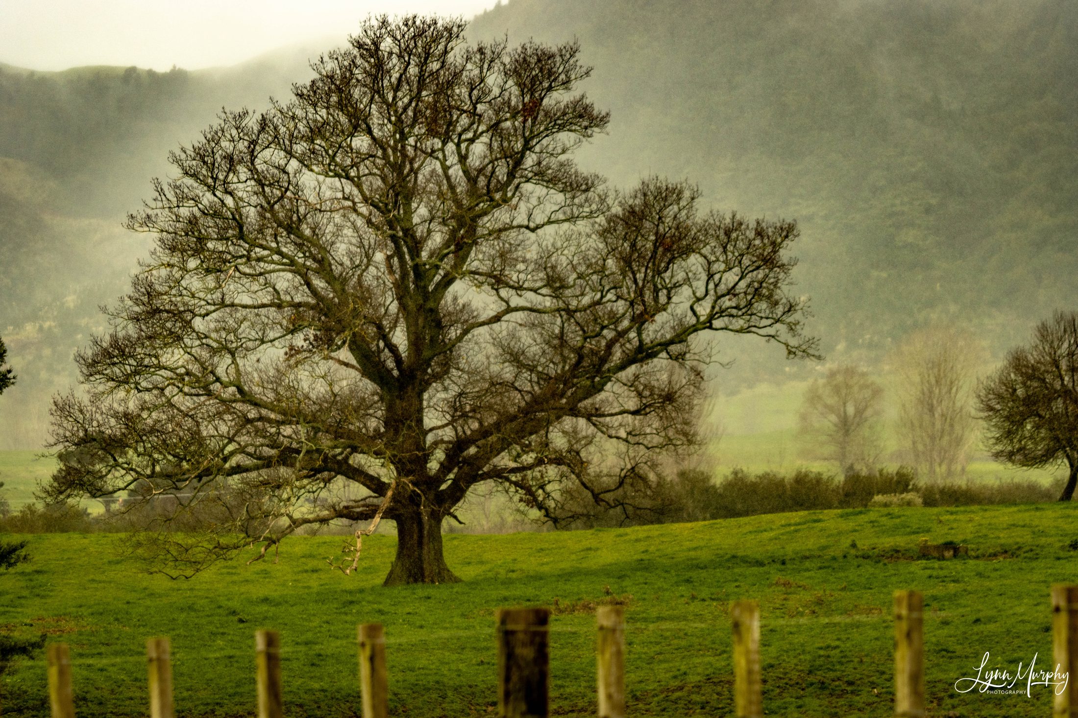 Te Aroha Rural, New Zealand — photo 10 of 11