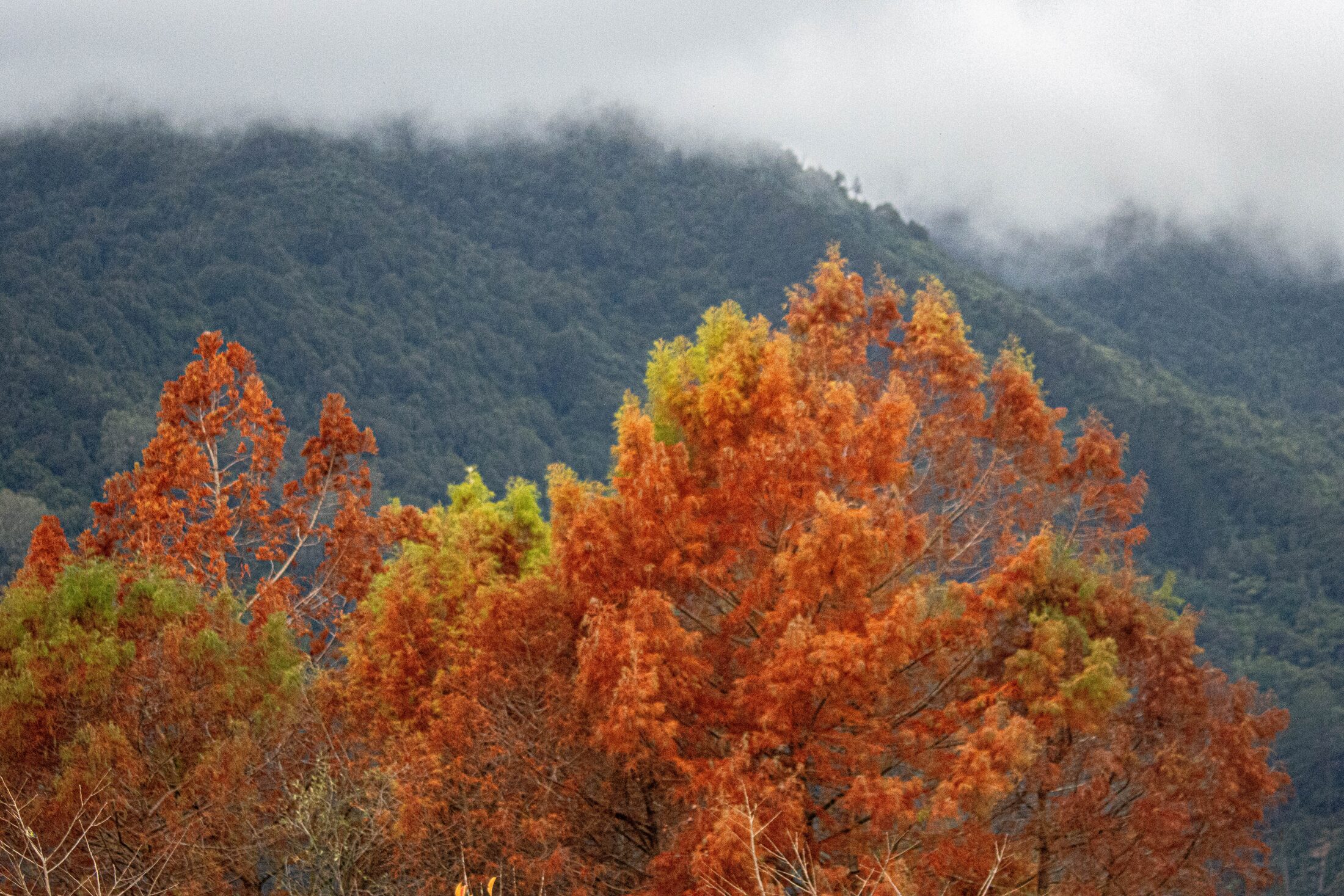 Te Aroha Wetlands, Autumn, New Zealand