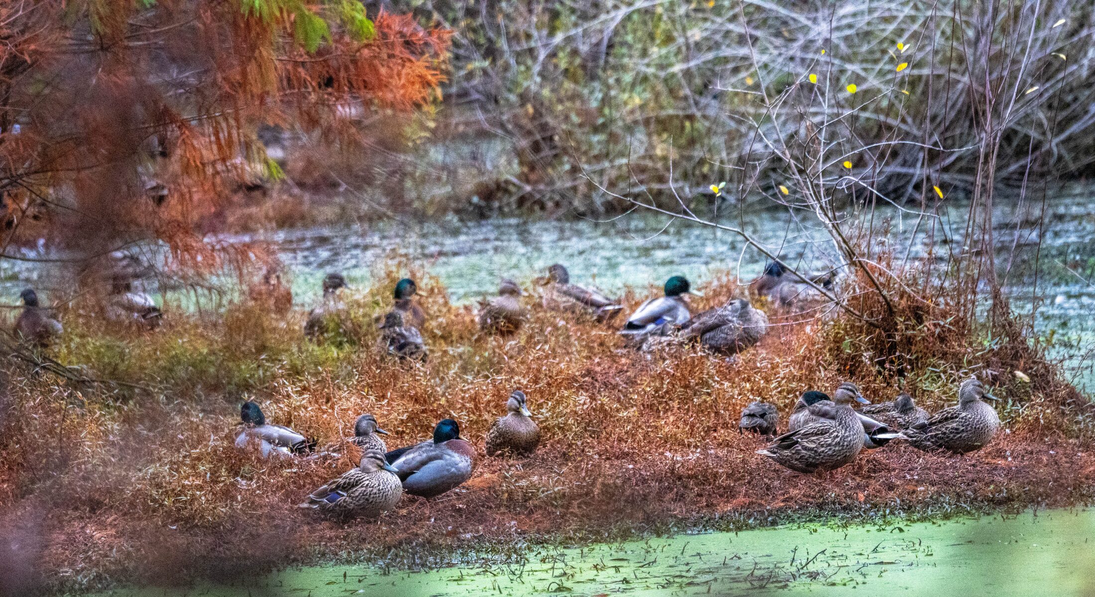 Te Aroha Wetlands, Autumn, New Zealand — photo 2 of 5