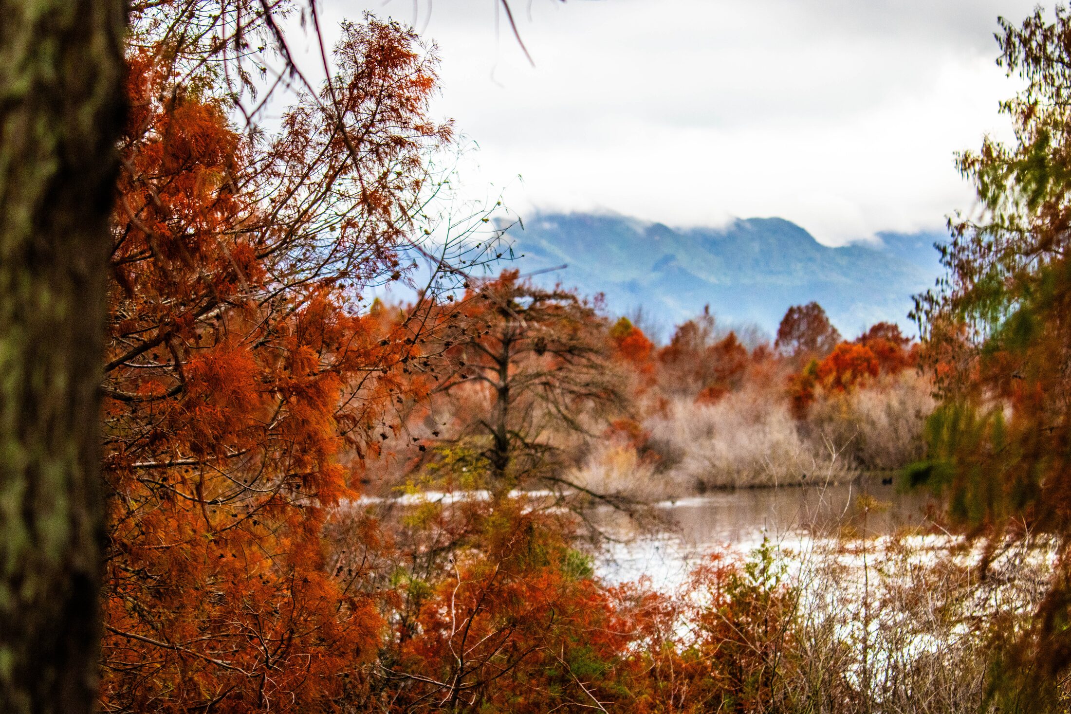 Te Aroha Wetlands, Autumn, New Zealand — photo 3 of 5