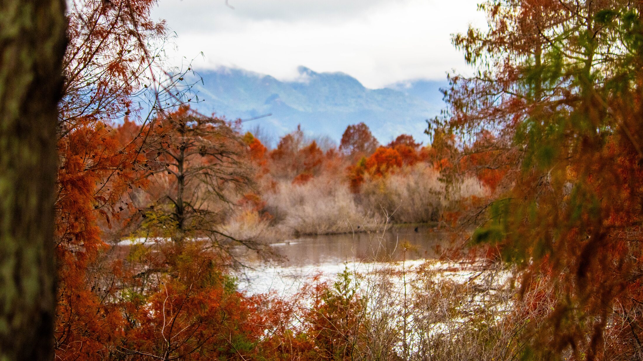 Te Aroha Wetlands, Autumn, New Zealand — photo 4 of 5