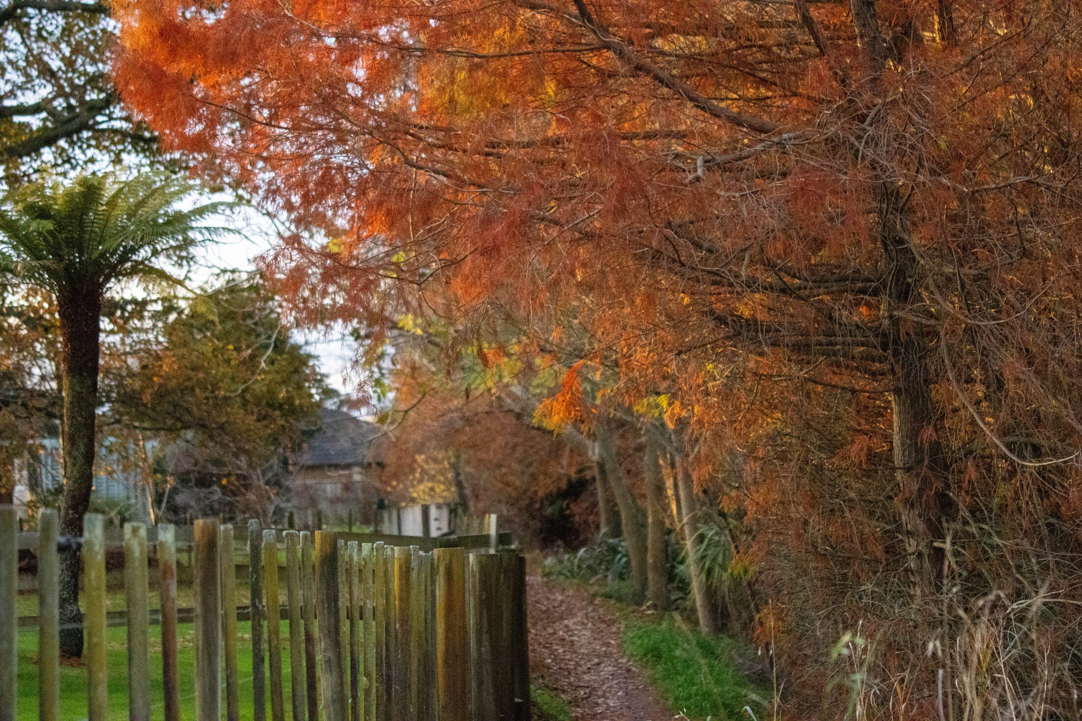 Te Aroha Wetlands, Autumn, New Zealand — photo 5 of 5