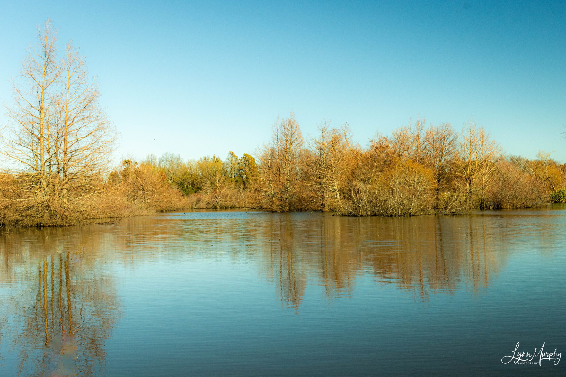 Te Aroha Wetlands, New Zealand