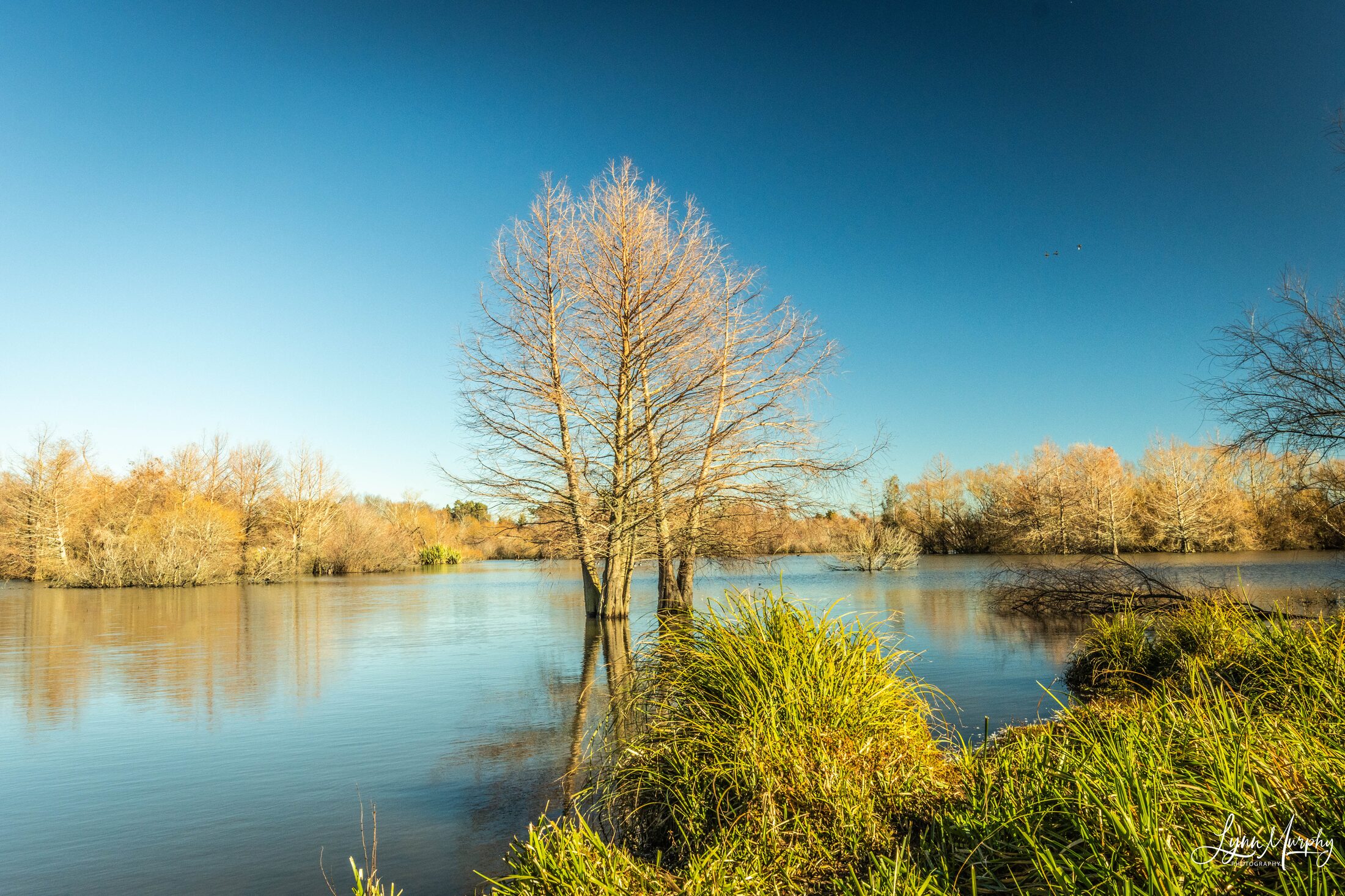Te Aroha Wetlands, New Zealand — photo 2 of 5