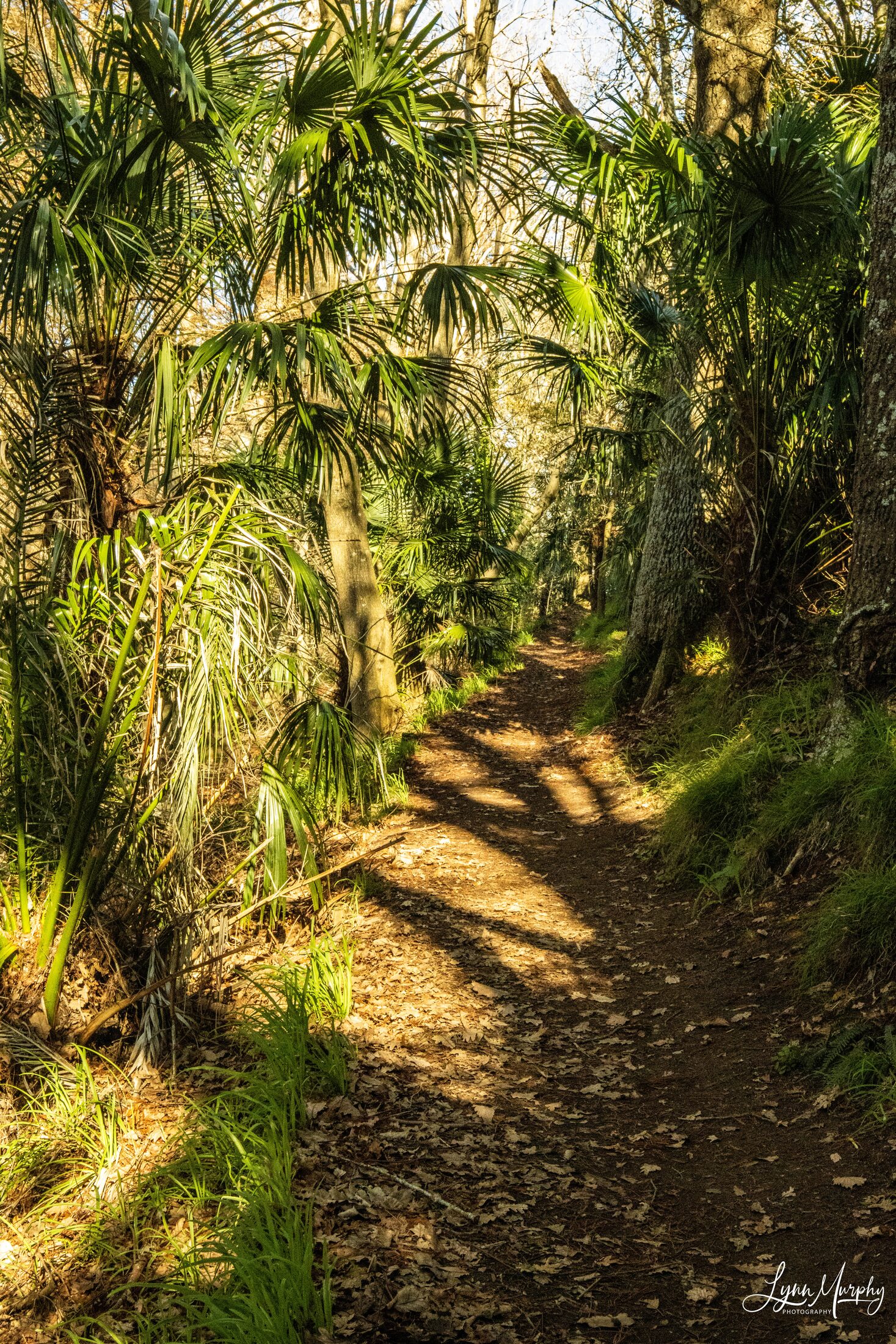Te Aroha Wetlands, New Zealand — photo 3 of 5