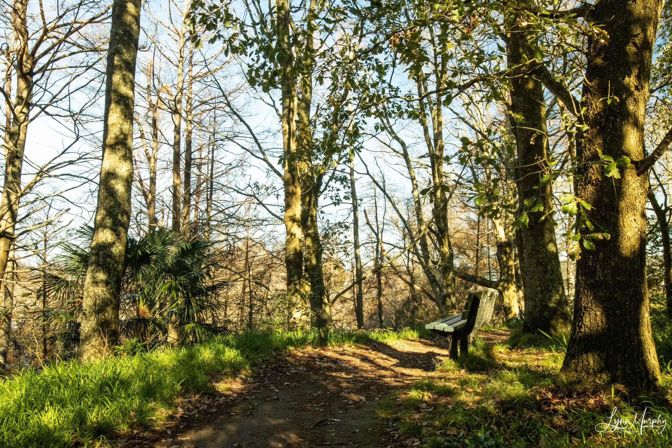 Te Aroha Wetlands, New Zealand — photo 4 of 5